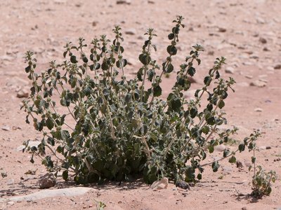 White Horehound