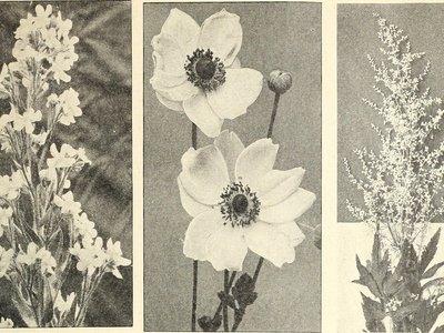 White Mugwort