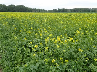 White Mustard