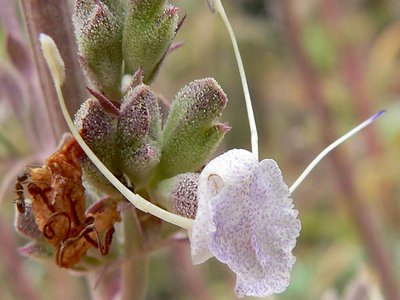 White Sage