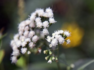 White Snakeroot
