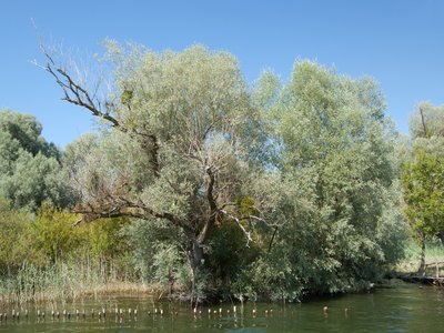 White Willow