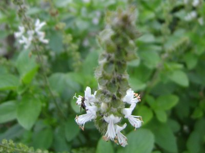 Wild Basil