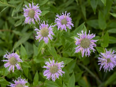 Wild Bergamot
