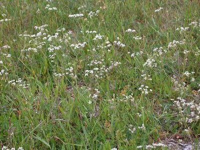 Wild Caraway