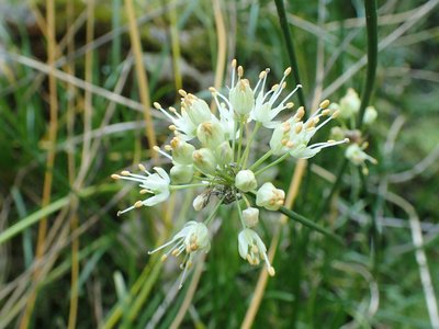 Wild Garlic