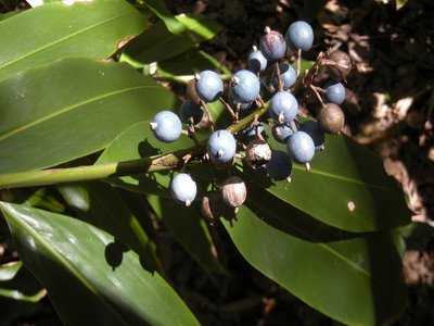 Wild Ginger