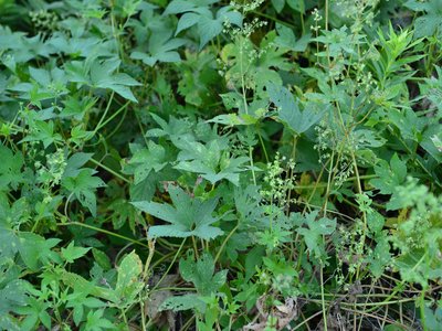 Wild Hops