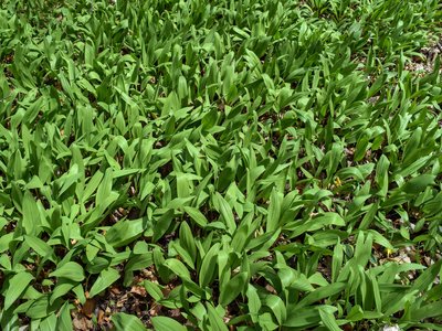 Wild Leek