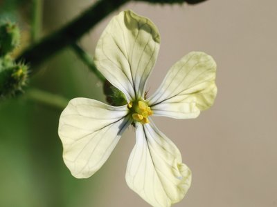 Wild Mustard