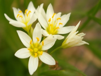 Wild Onion