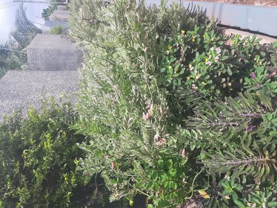 Wild Rosemary