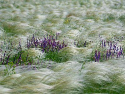 Wild Sage