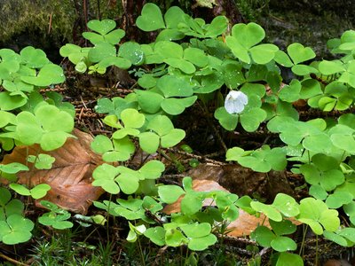 Wild Sorrel