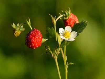 Wild Strawberry