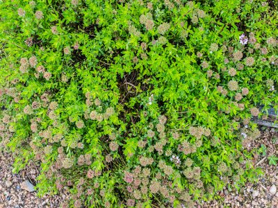 Wild Thyme