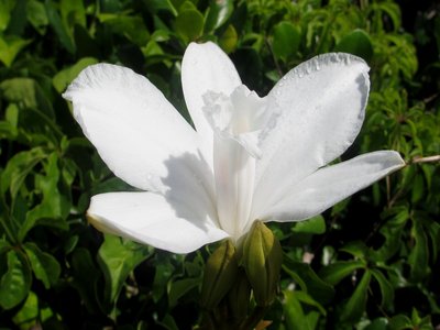 Wild Vanilla