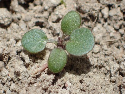 Winter Cress