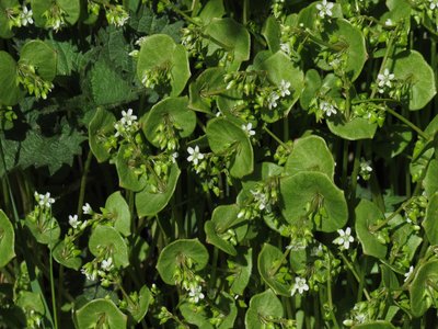 Winter Purslane