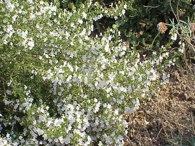 Winter Savory