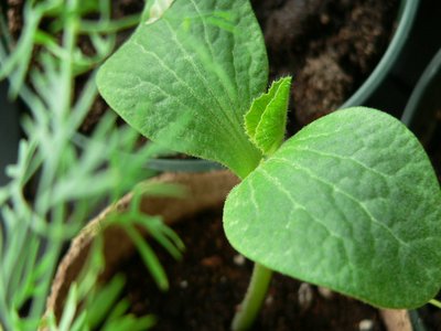 Winter Squash