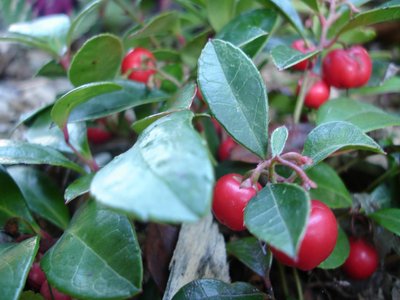 Wintergreen