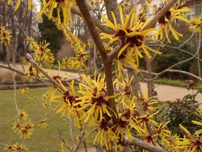 Witch Hazel