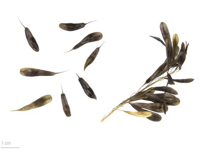Woad