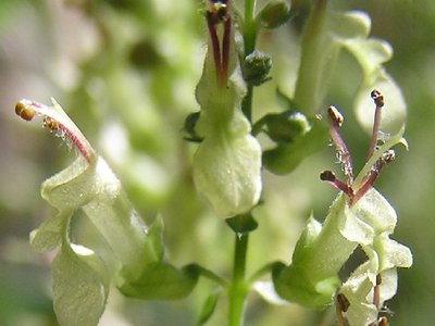Wood Sage
