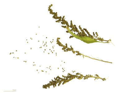 Wormseed