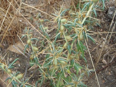 Xanthium spinosum