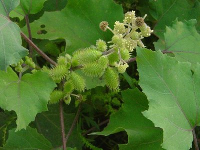 Xanthium