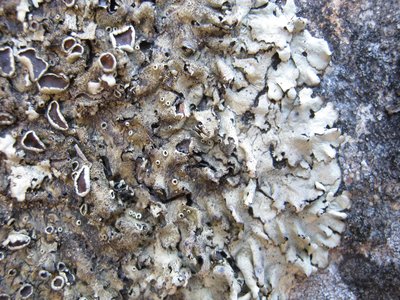 Xanthoparmelia