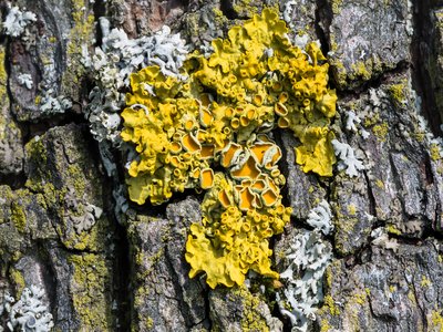 Xanthoria