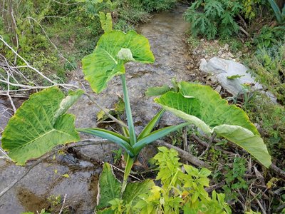 Xanthosoma brasiliense