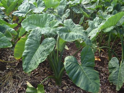 Xanthosoma