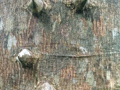 Xanthoxylum