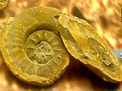 Xenodiscus