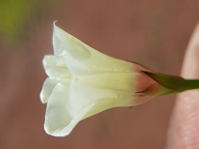 Xenostegia