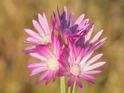 Xeranthemum annuum