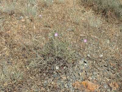 Xeranthemum