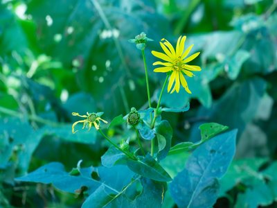 Ximenesia