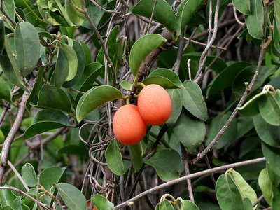 Ximenia