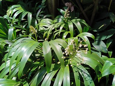 Xiphidium