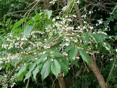 Xolisma