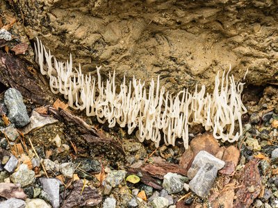 Xylaria