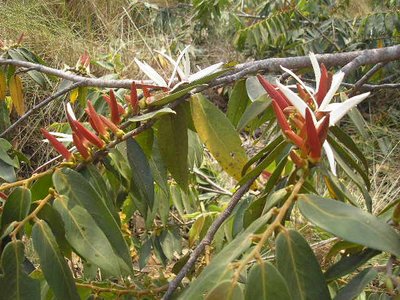 Xylopia