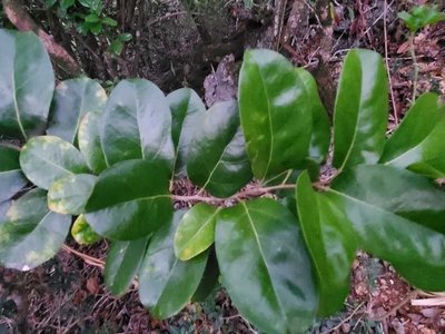 Xylosma