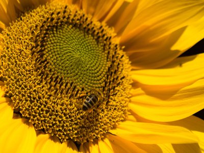 Yarrow Sunflower
