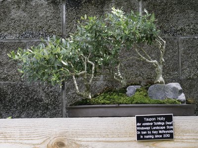Yaupon Holly